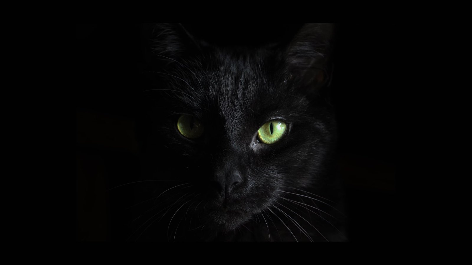 IT Consulting for Cloud Integration in a dark setting with a black cat and green eyes.